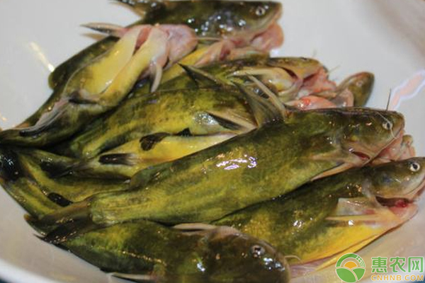 黃顙魚常見病害種類及其防治